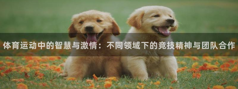 领航国际体育平台注册：体育运动中的智慧与激情：不同领域下的竞技精神与团队合作